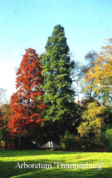 Taxodium distichum 'Pendens'