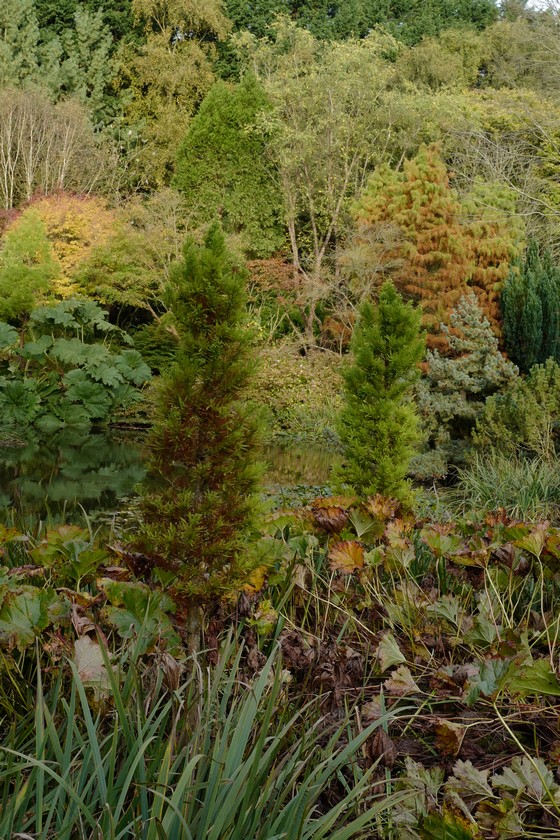Taxodium distichum 'Peve Minaret'