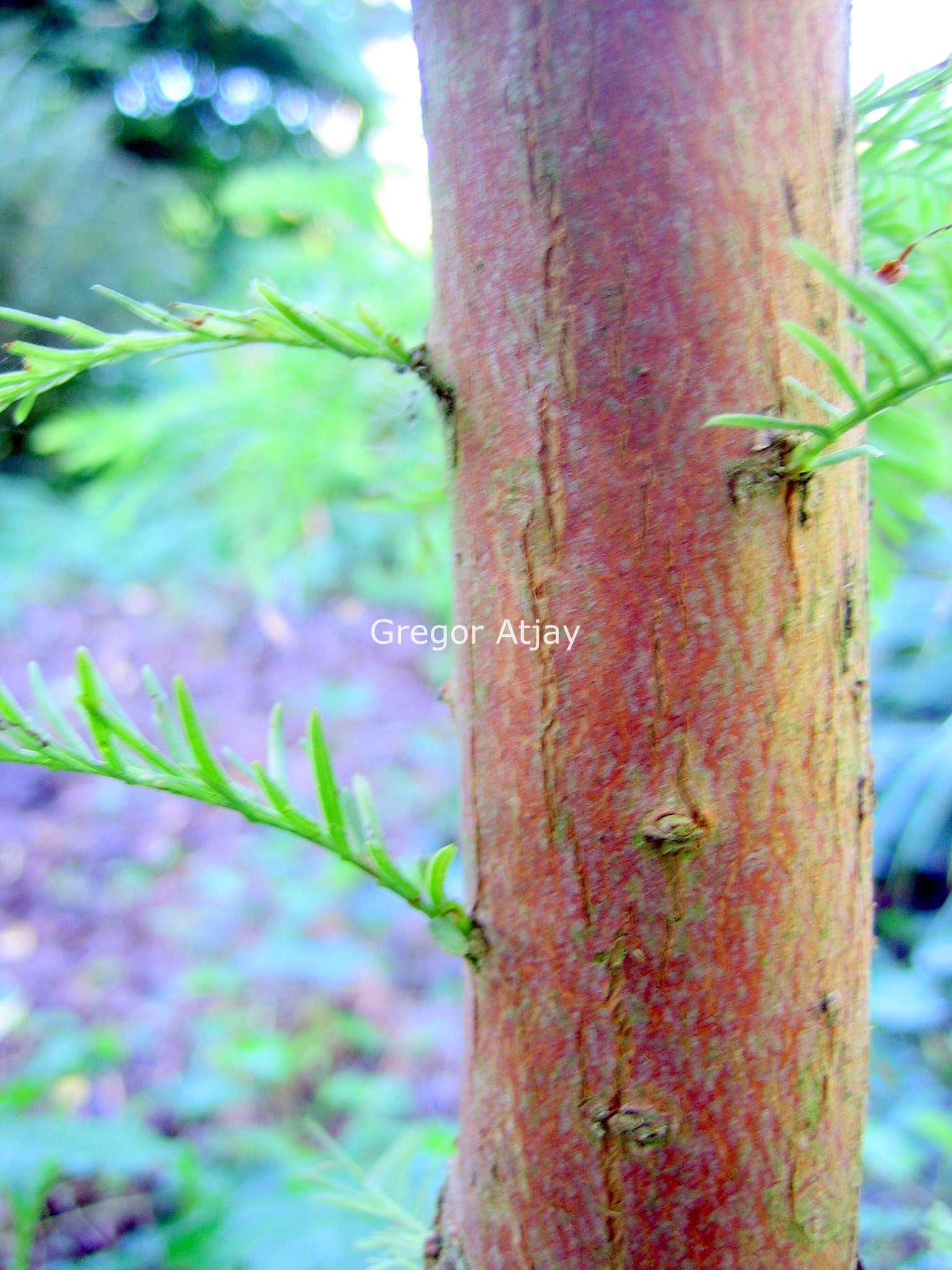 Taxodium distichum 'Peve Yellow'