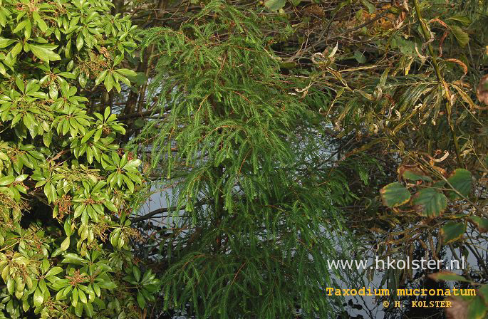 Taxodium mucronatum