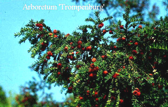 Taxus baccata 'Adpressa'
