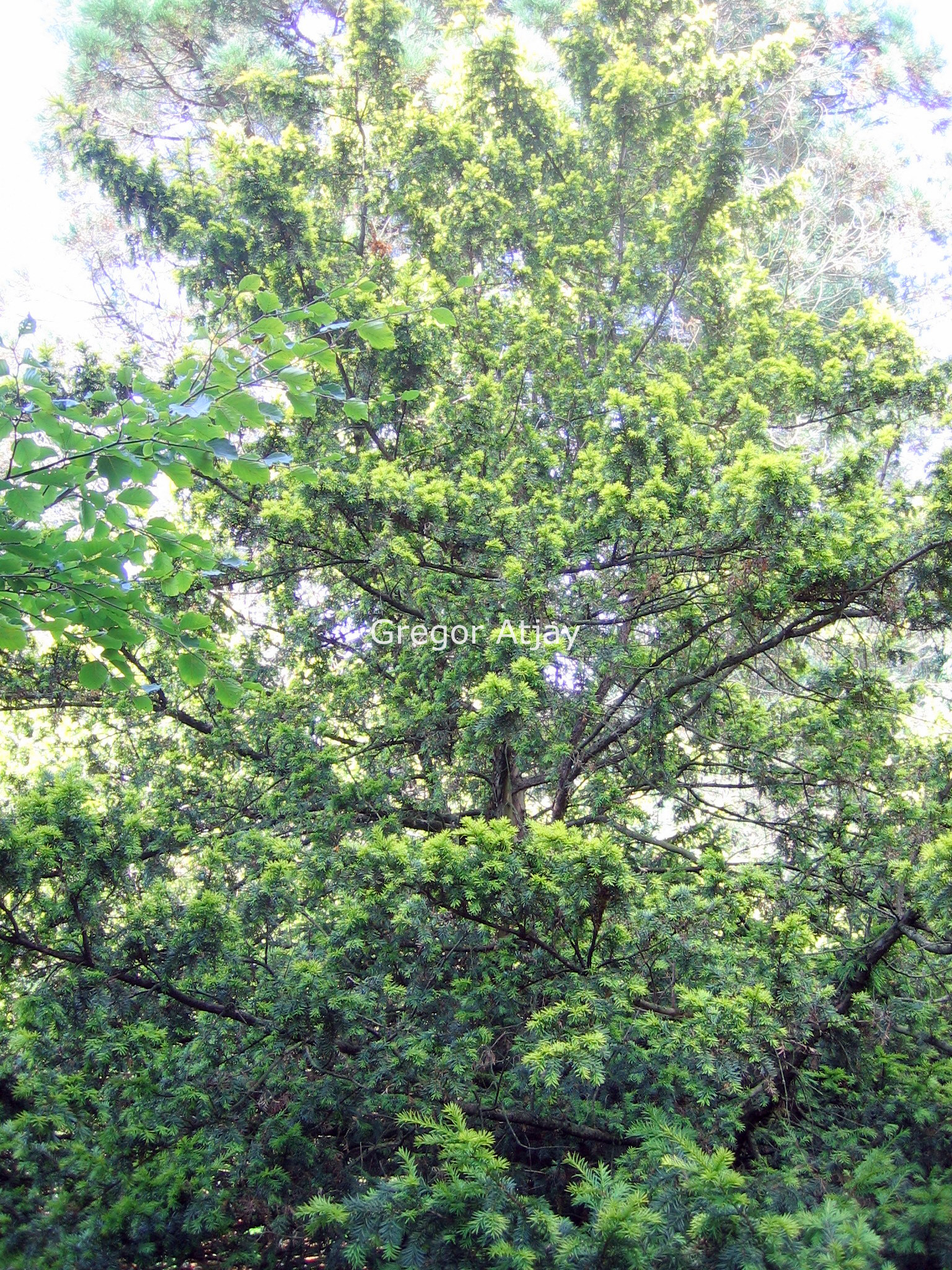 Taxus baccata 'Aurea'