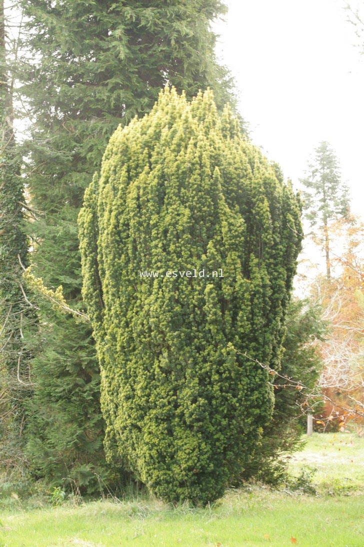 Taxus baccata 'Aureovariegata'