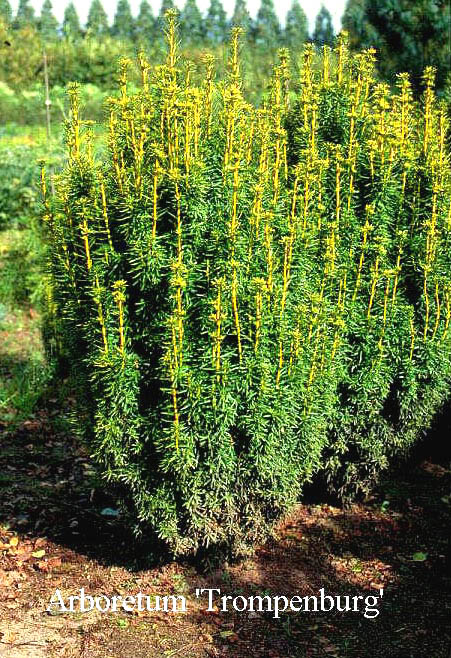 Taxus baccata 'David'