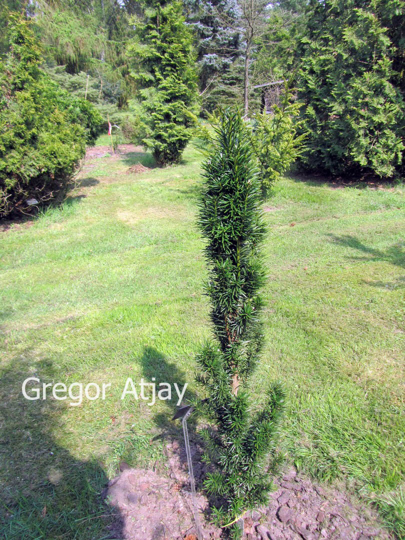 Taxus baccata 'Melfard'