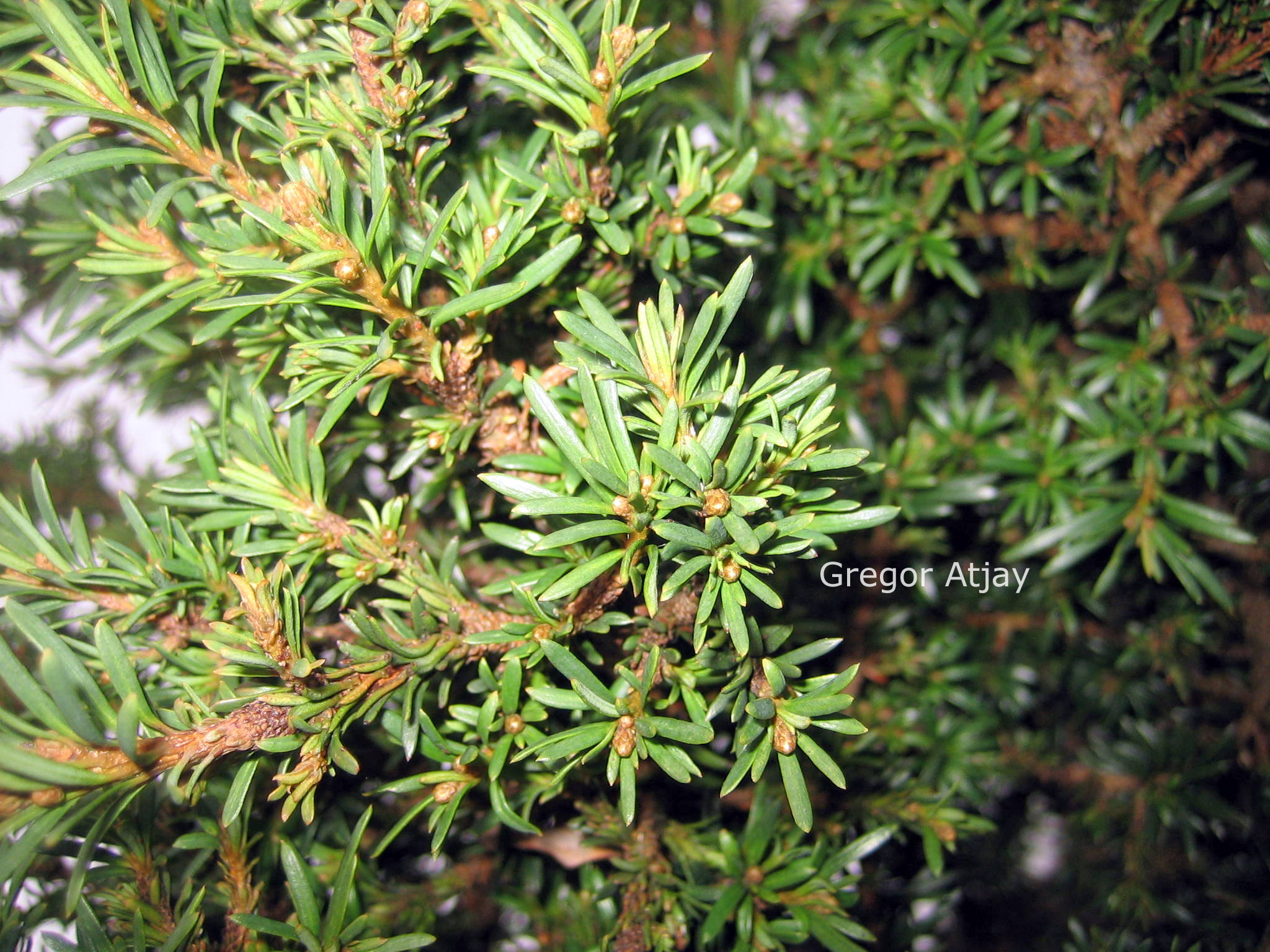 Taxus baccata 'Nutans'
