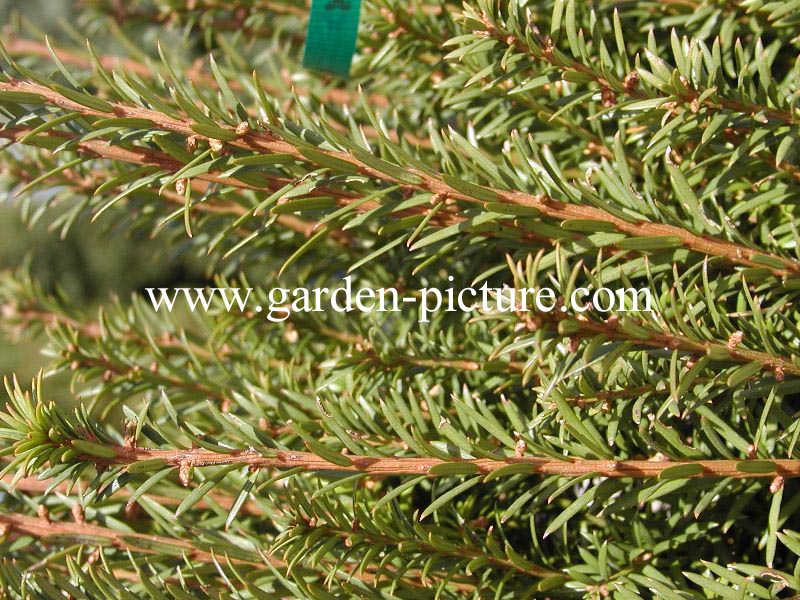 Taxus baccata 'Overeynderi'