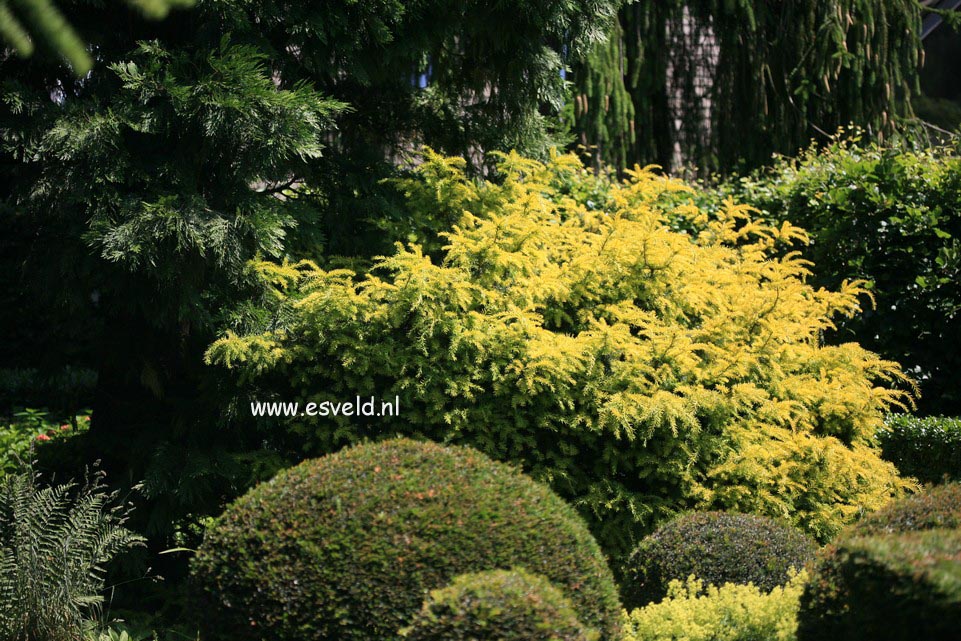 Taxus baccata 'Semperaurea'