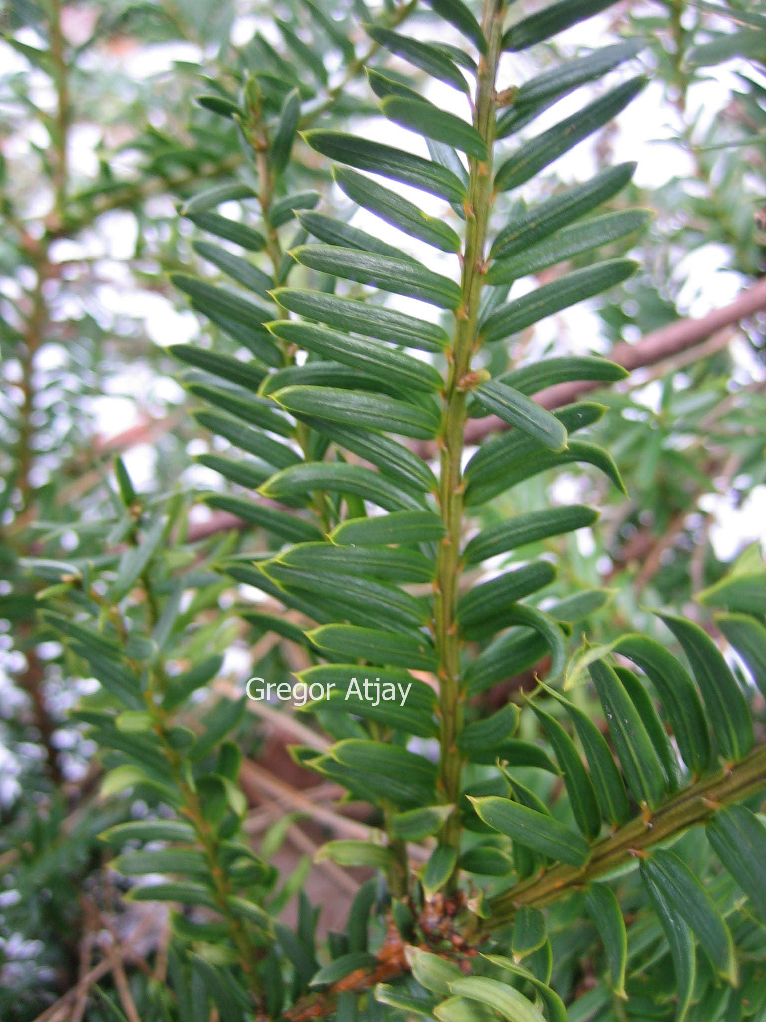 Taxus cuspidata