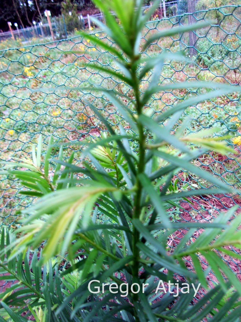 Taxus yunnanensis