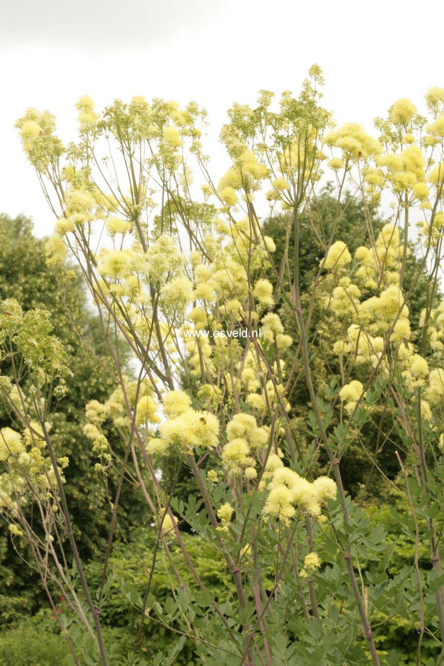 Thalictrum flavum 'Tukker Princess'