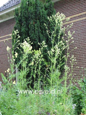 Thalictrum flavum