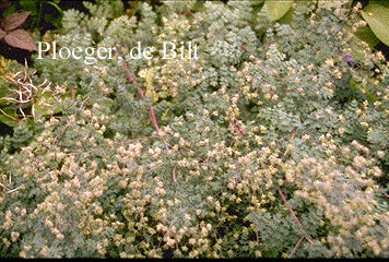 Thalictrum speciosum 'Afghanistan'