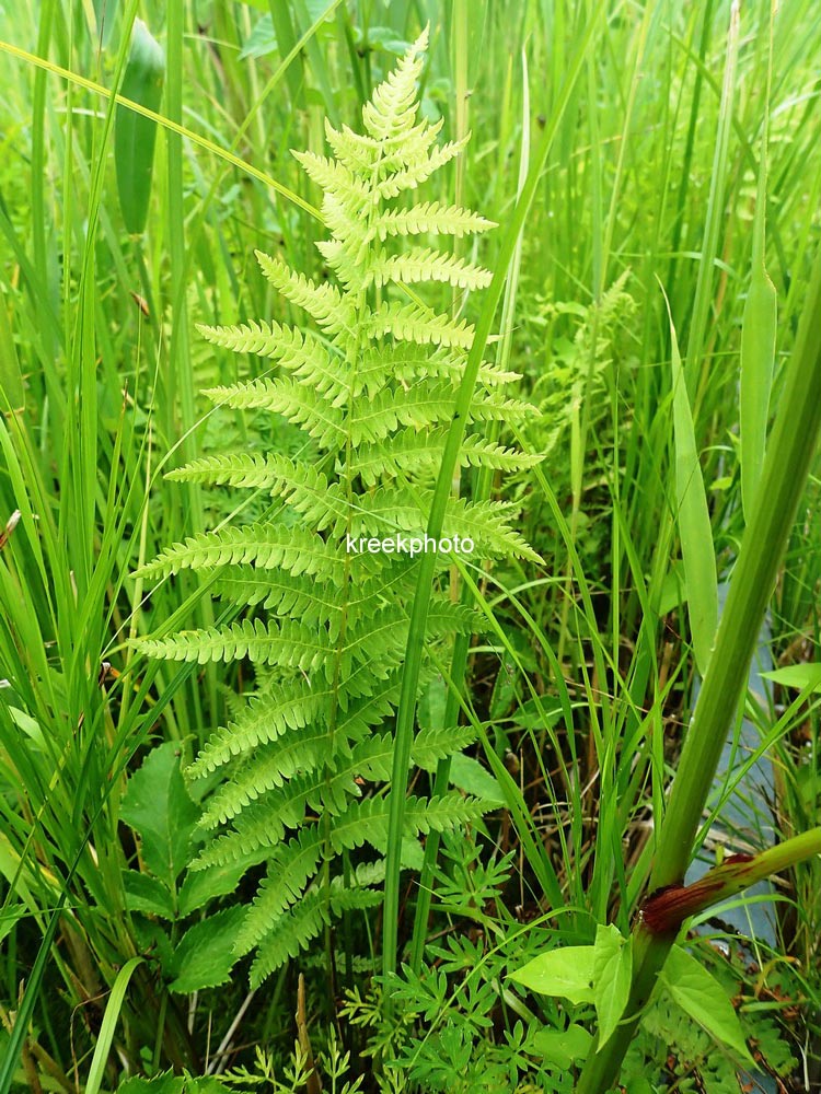 Thelypteris palustris