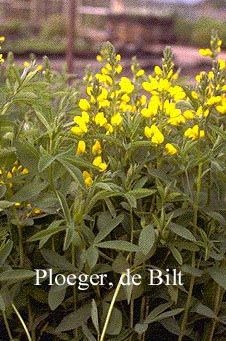 Thermopsis lanceolata