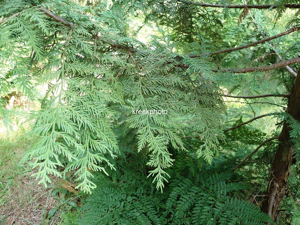 Thuja koraiensis