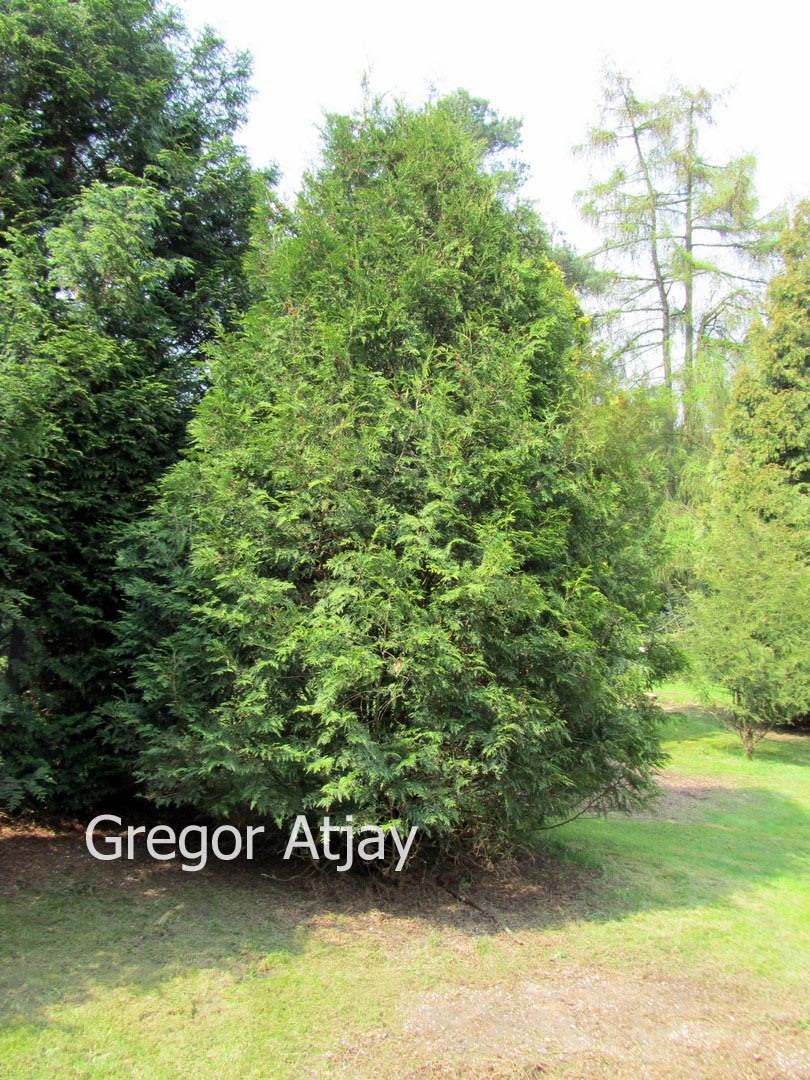 Thuja occidentalis 'Alba'