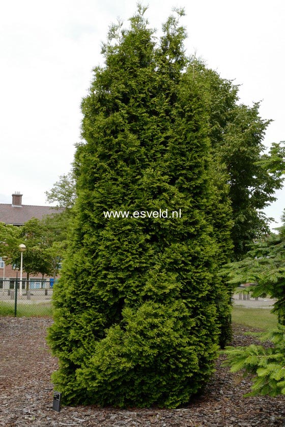 Thuja occidentalis 'Brabant'