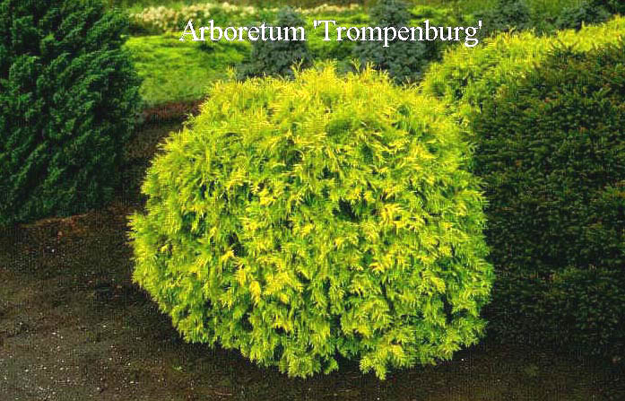 Thuja occidentalis 'Golden Globe'