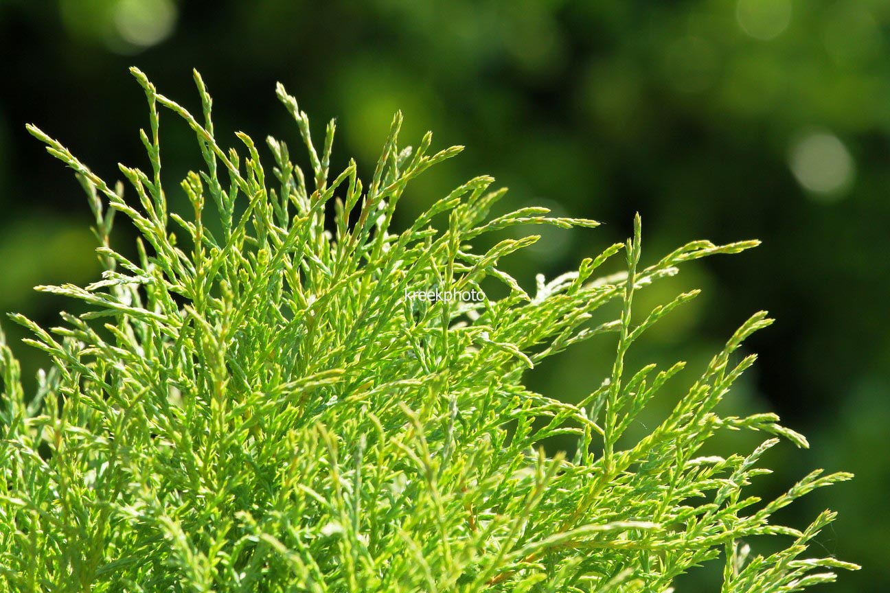 Thuja occidentalis 'Linesville'