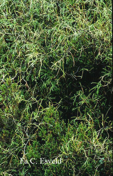Thuja occidentalis 'Ohlendorffii'