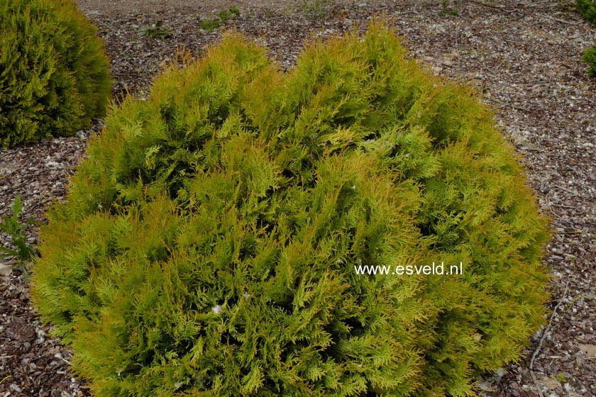 Thuja occidentalis 'Rheingold'