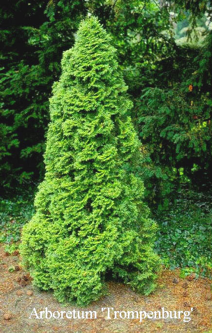 Thuja occidentalis 'Smaragd'