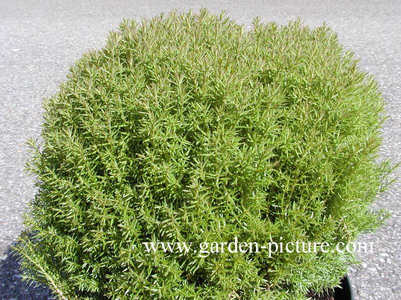 Thuja occidentalis 'Teddy'