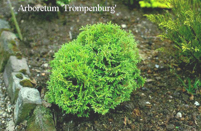 Thuja occidentalis 'Tiny Tim'