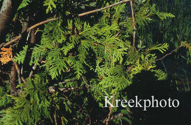 Thuja occidentalis