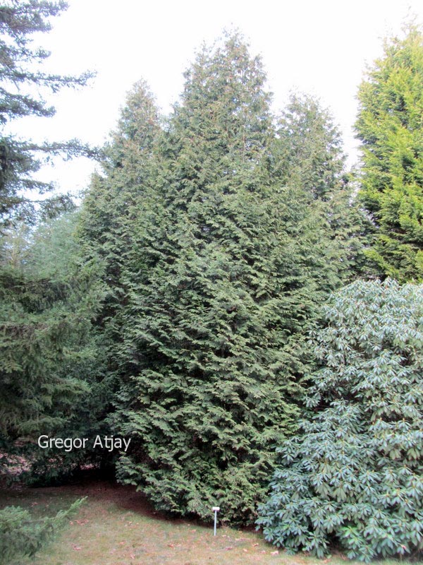 Thuja plicata 'Aurescens'