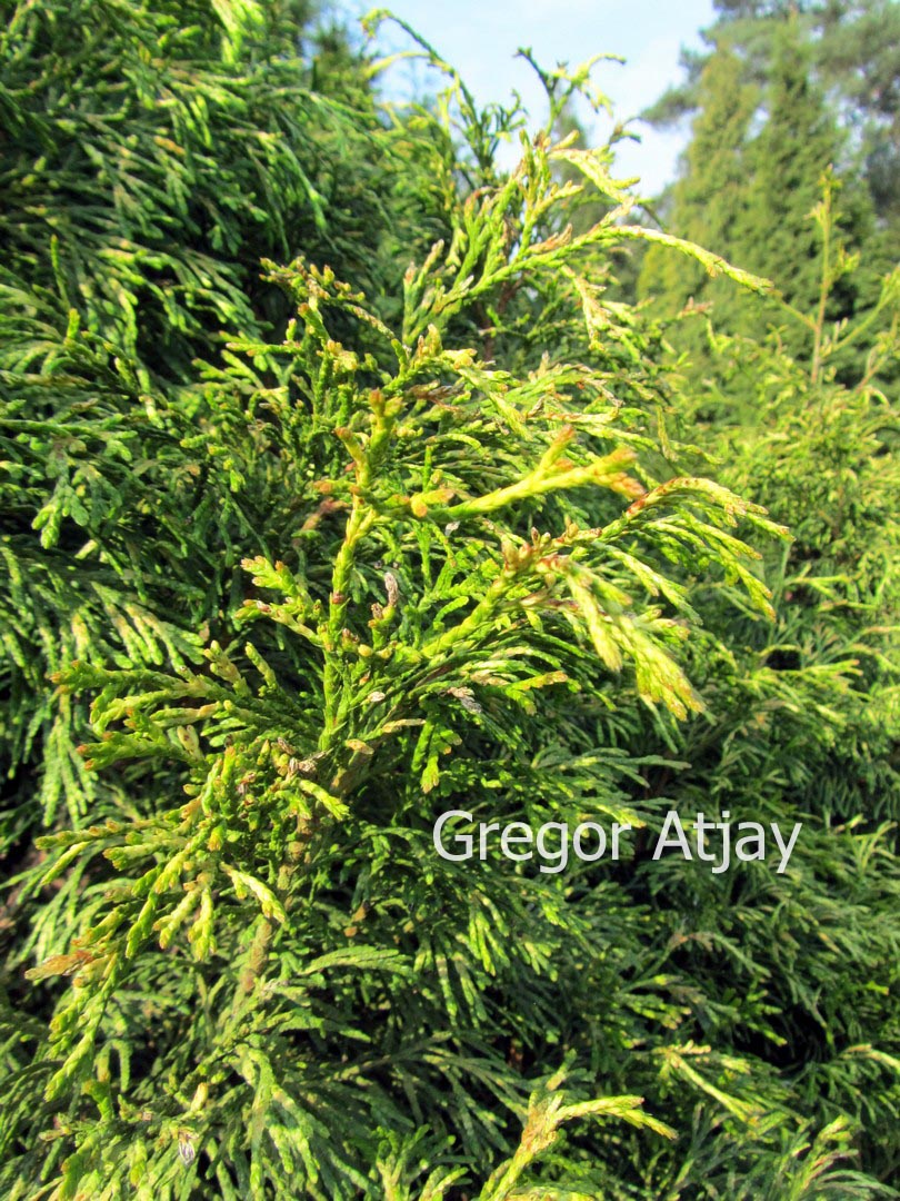 Thuja plicata 'Cuprea'