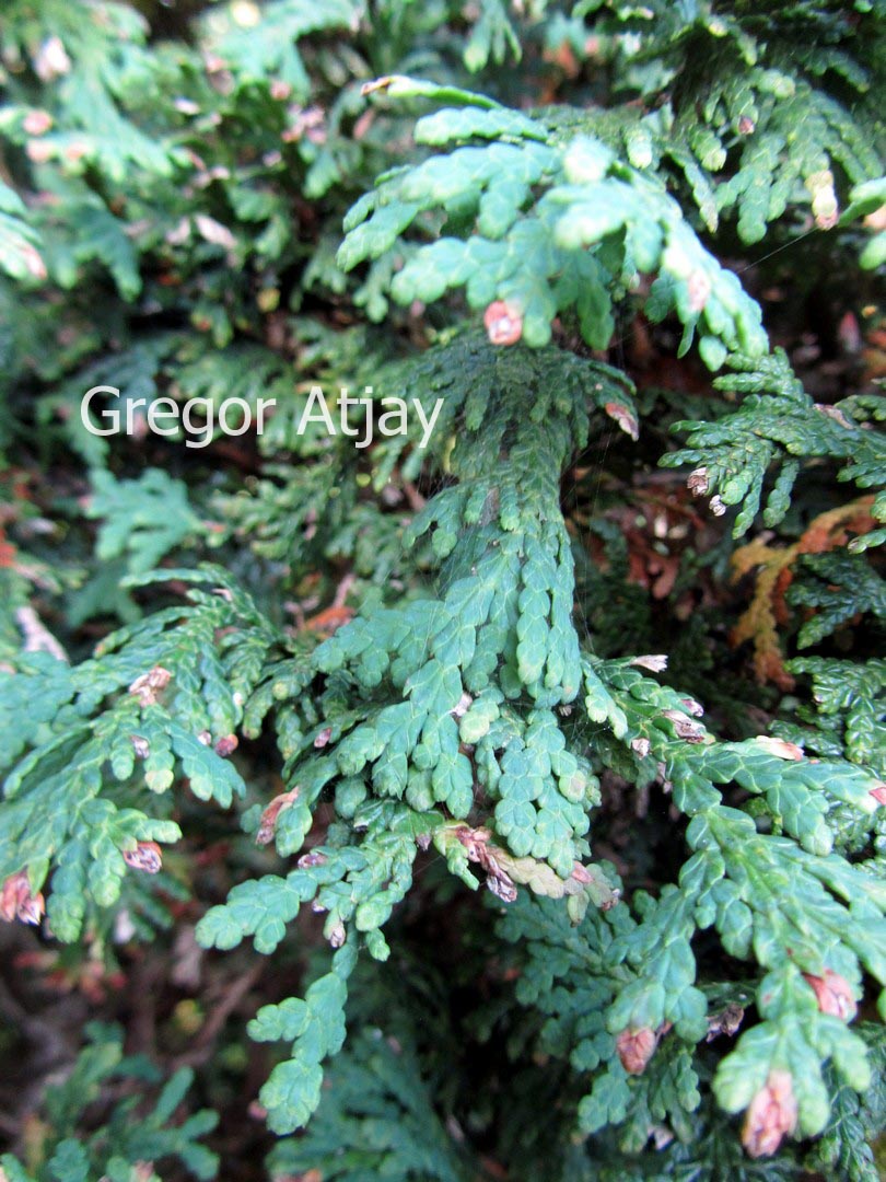 Thuja plicata 'Pygmaea'