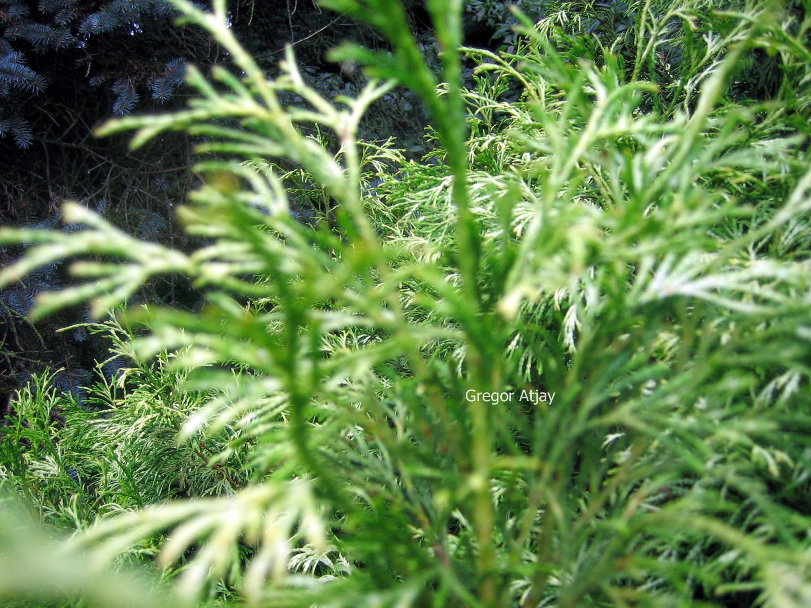 Thuja plicata 'Rogersii'