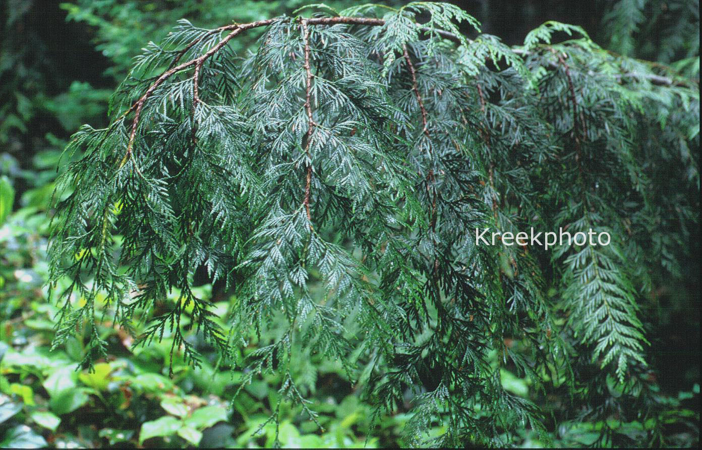 Thuja plicata