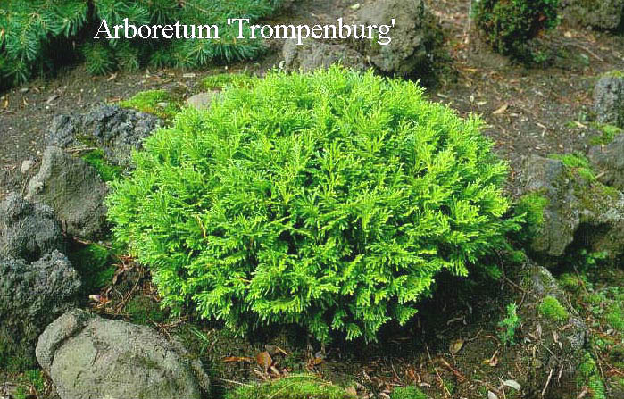 Thujopsis dolabrata 'Nana'