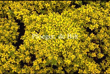 Thymus citriodorus 'Bertram Anderson'