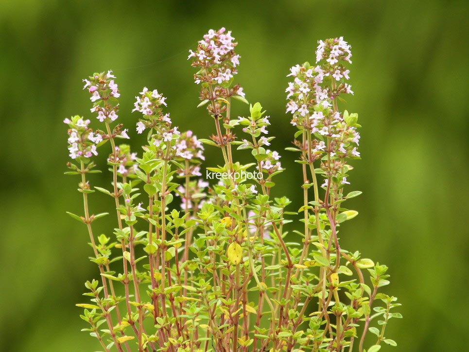 Thymus citriodorus 'Lemon Green'