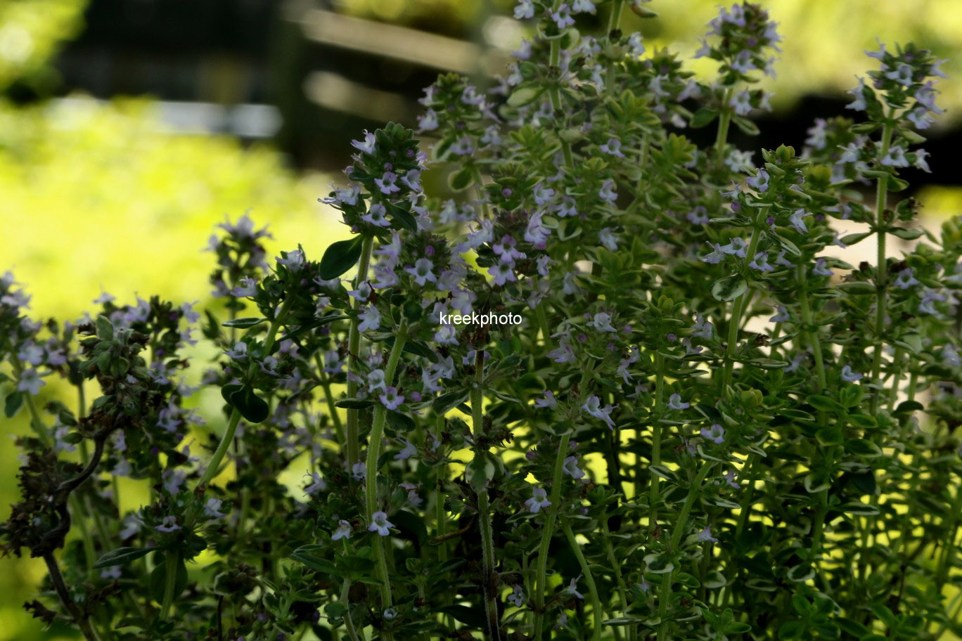 Thymus citriodorus 'Lemon Variegated'