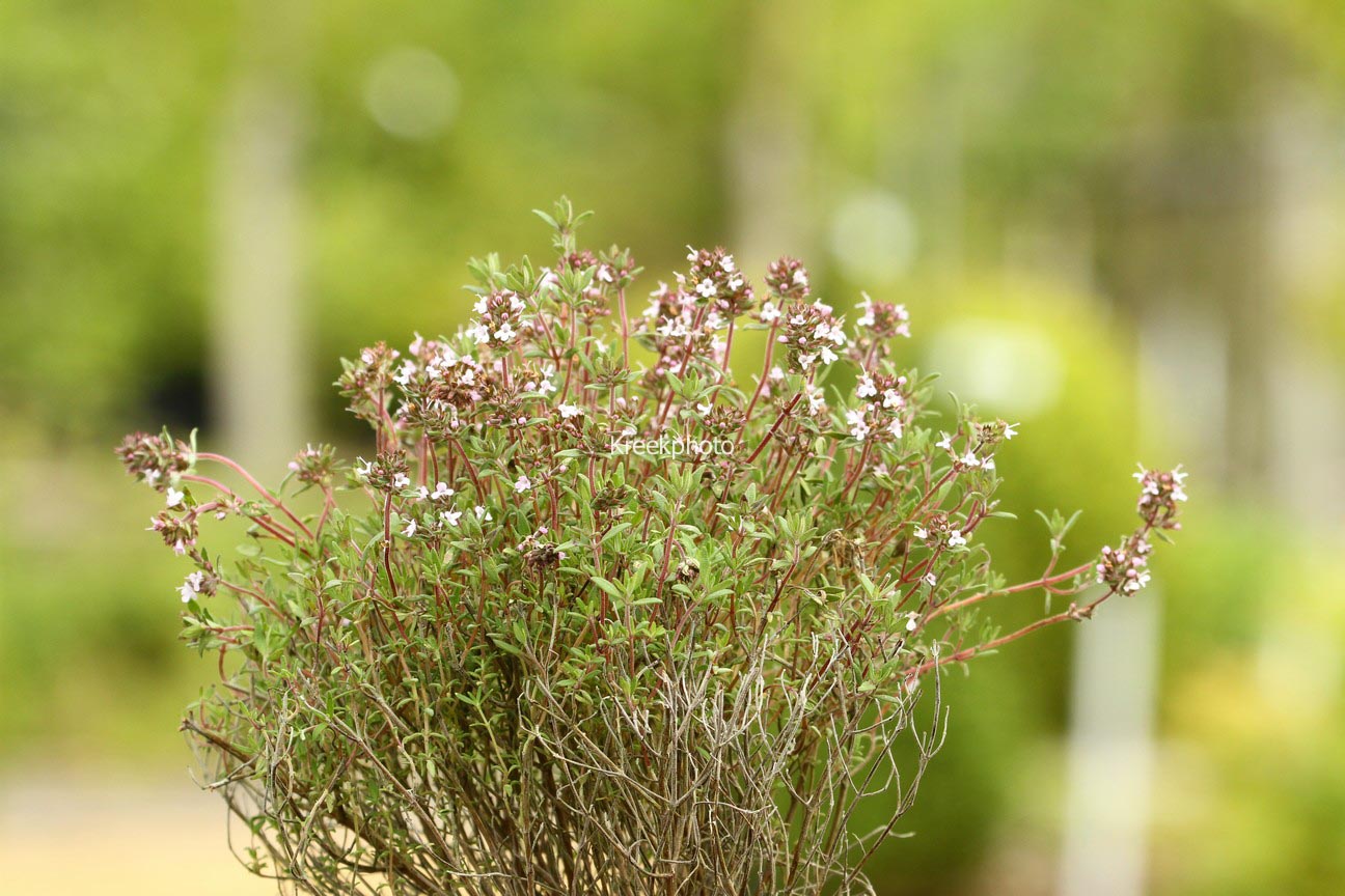 Thymus citriodorus 'Orange'