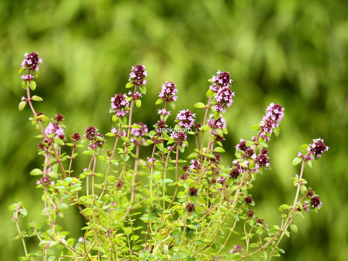 Thymus pulegoides 'Tabor'