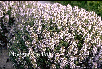 Thymus vulgaris 'Compactus'
