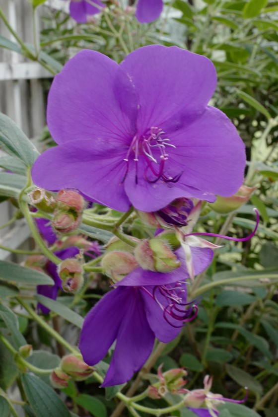 Tibouchina urvilleana