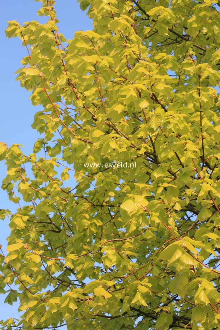 Tilia 'Jubilee'