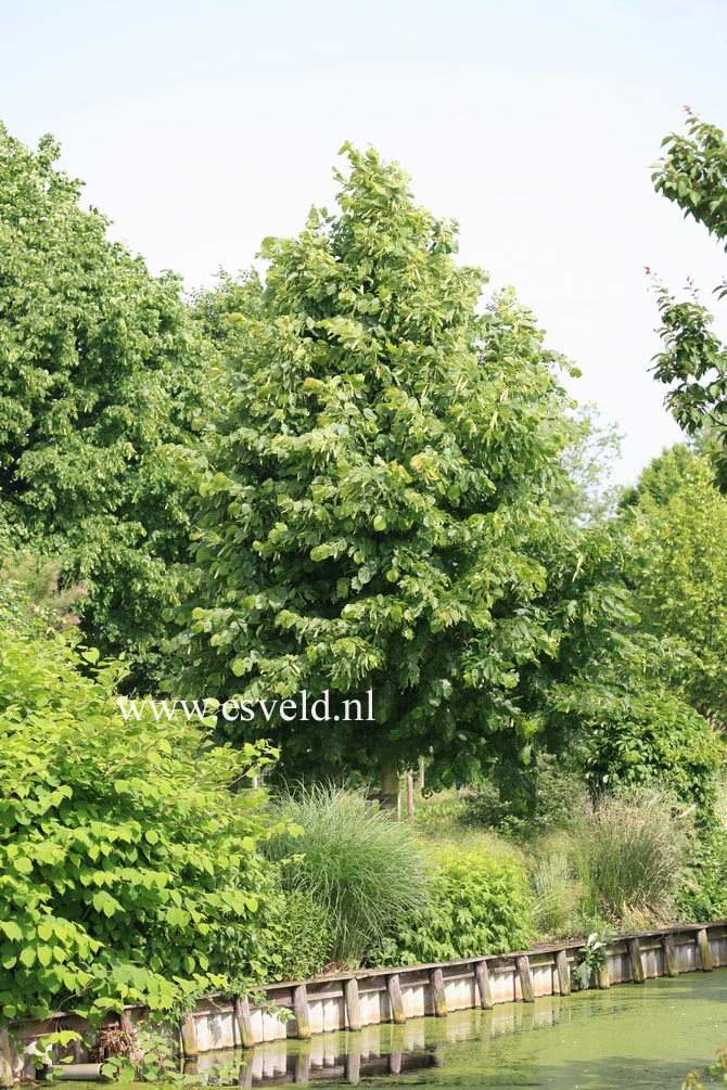 Tilia americana 'Redmond'
