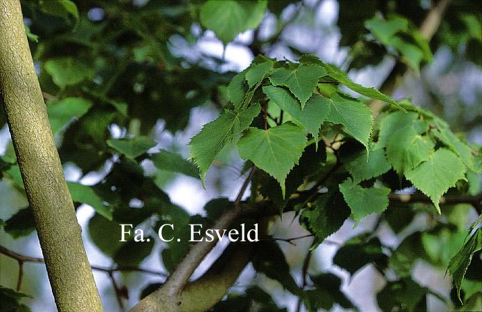 Tilia chingiana