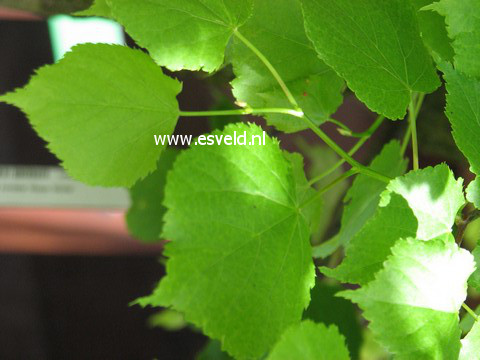 Tilia cordata 'Green Globe'