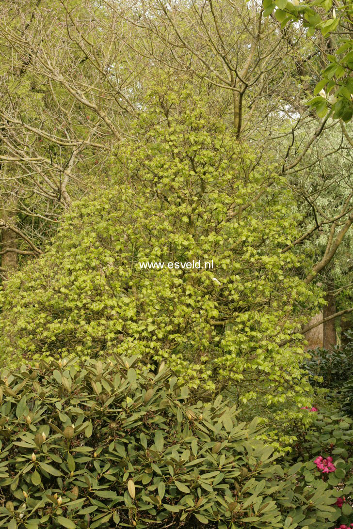 Tilia cordata 'Lico'