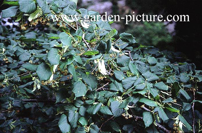 Tilia cordata