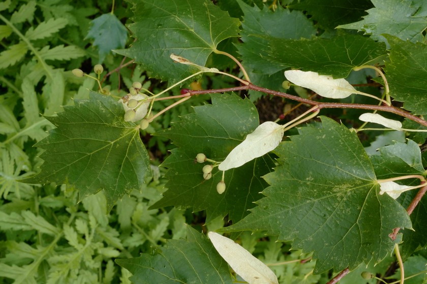 Tilia mongolica